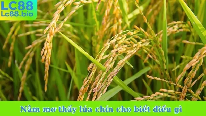 Nằm mơ thấy lúa chín cho biết điều gì