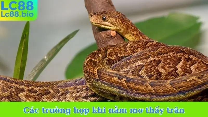 Các trường hợp khi nằm mơ thấy trăn 