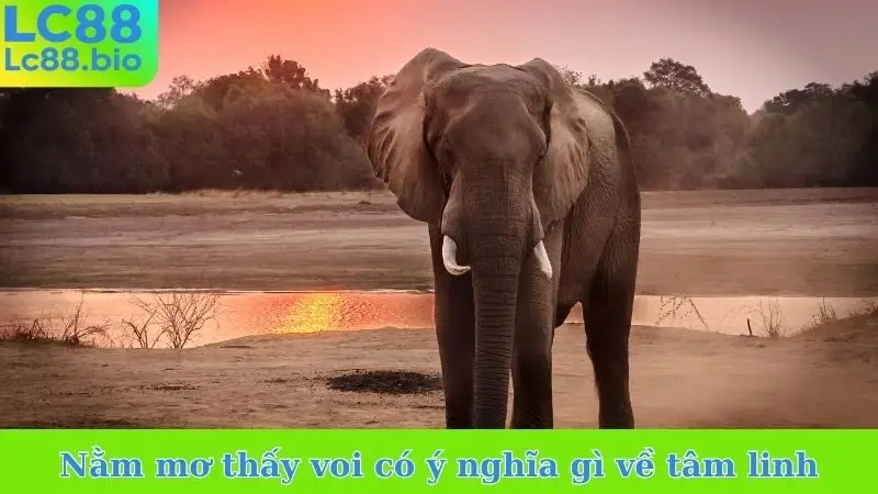 Nằm mơ thấy voi có ý nghĩa gì về tâm linh