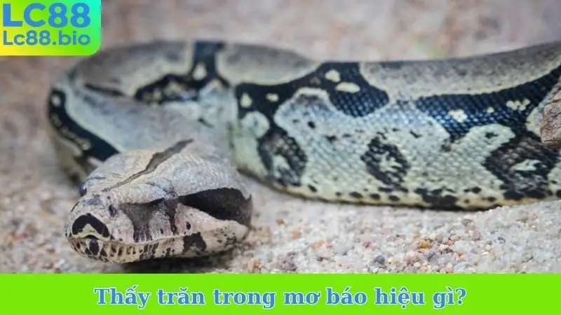 Thấy trăn trong mơ báo hiệu gì?